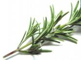Rosemary Tea For Hair Growth